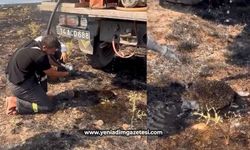 Yangından etkilenen kirpiye elleriyle su verdiler