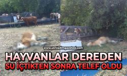 Hayvanlar dereden su içtikten sonra telef oldu
