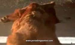 Kamyonetin çarptığı anne ayı ve üç yavrusu telef oldu