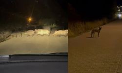 Yola çıkan domuz sürüsü ve tilki kamerada
