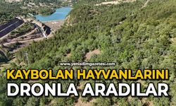 Kaybolan hayvanlarını dronla aradılar