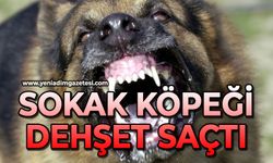 Sokak köpeği dehşet saçtı