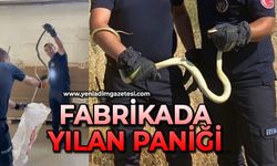 Fabrikada yılan paniği