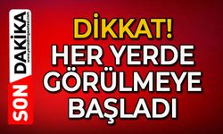 Kahverengi korkarca zararlısı ergenleri görülmeye başlandı