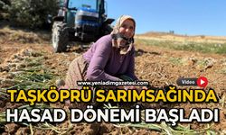 Taşköprü sarımsağında hasat dönemi başladı