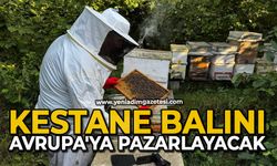 Kestane balını Avrupa'ya pazarlayacak