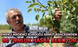 Emekli madenci kurduğu armut bahçesinden 80 tonluk hasat bekliyor