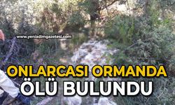 Onlarcası ormanda ölü bulundu