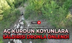Aç kurdun koyunlara saldırısı dronla önlendi