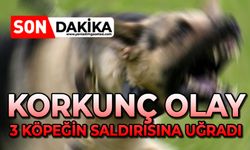Korkunç olay: 3 köpeğin saldırısına uğradı