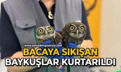 Bacaya sıkışan baykuşlar kurtarıldı