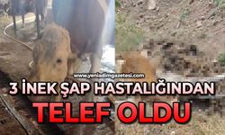 3 inek şap hastalığından telef oldu