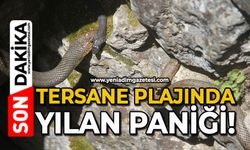Tersane Plajında yılan paniği!