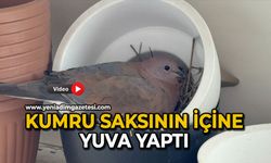 Kumru, saksının içine yuva yaptı