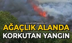Ağaçlık alanda yangın çıktı