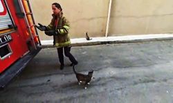 Boş daire balkonunda mahsur kalan kedi kurtarıldı