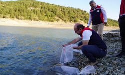 Baraj ve göletlere 656 bin yavru sazan balığı salındı