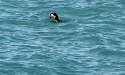 Sıcaktan bunalan köpekler yüzerek serinledi