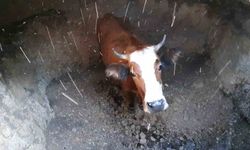 Su kuyusuna düşen inek için kurtarma operasyonu