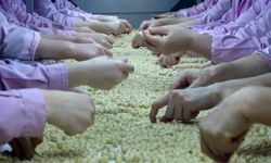 Yedi ayda 14 bin 348 ton ihraç edildi