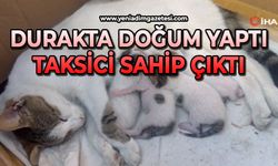 Durakta doğum yapan kedi ve yavrularına taksiciler sahip çıktı