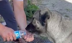 Muhtardan insanlık dersi