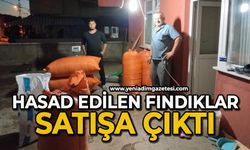 Hasat edilen fındıklar satışa çıktı