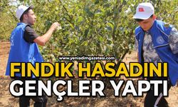 Fındık hasadını gençler yaptı