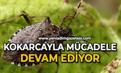 Kokarcayla mücadele devam ediyor