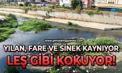 Yılan, fare ve sinek kaynıyor: Leş gibi kokudan geçilmiyor