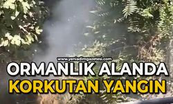 Ormanlık alanda korkutan yangın
