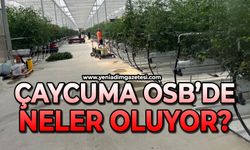 Çaycuma OSB’de neler oluyor?
