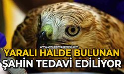 Bitkin halde bulunan şahin tedavi ediliyor