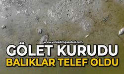 Gölet kurudu: Yüzlerce telef olan balık havadan görüntülendi