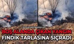 Boş alanda çıkan yangın fındık tarlasına sıçradı