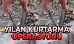 Vatandaştan yılan kurtarma operasyonu