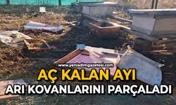 Aç kalan ayı arı kovanlarını parçaladı