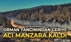 Orman yangınında geriye acı manzara kaldı