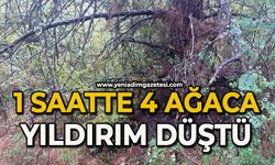 1 saatte 4 ağaca yıldırım düştü