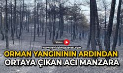 Orman yangınının ardından ortaya çıkan acı manzara böyle görüntülendi