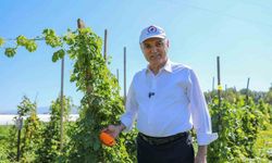 Ata tohumları meyve vermeye başladı