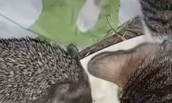 Aynı kaptan yiyen kedi ve kirpinin dostluğu kamerada
