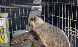 Strese girip psikolojisi bozulan porsuk, tedavi edildi