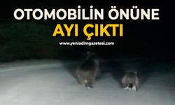 Seyir halindeki otomobilin önüne ayı çıktı