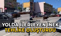 Yolda ilerleyen inek tehlike oluşturdu