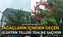 Ağaçların içinden geçen elektrik telleri tehlike saçıyor