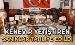 Kenevir yetiştiren sanıklar tahliye edildi