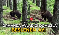 Ormanda avladığı domuzla beslenen ayı