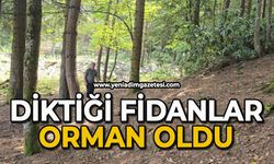 Diktiği fidanlar orman oldu