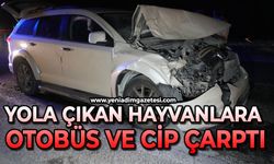 Yola çıkan hayvanlara otobüs ve cip çarptı